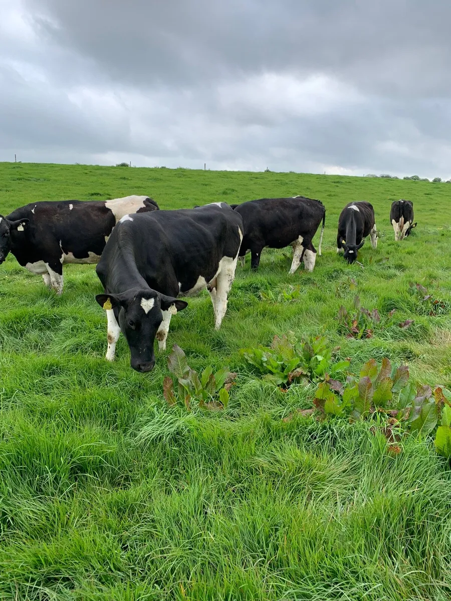 8 BF Freshly Calved Heifers for sale - Image 3