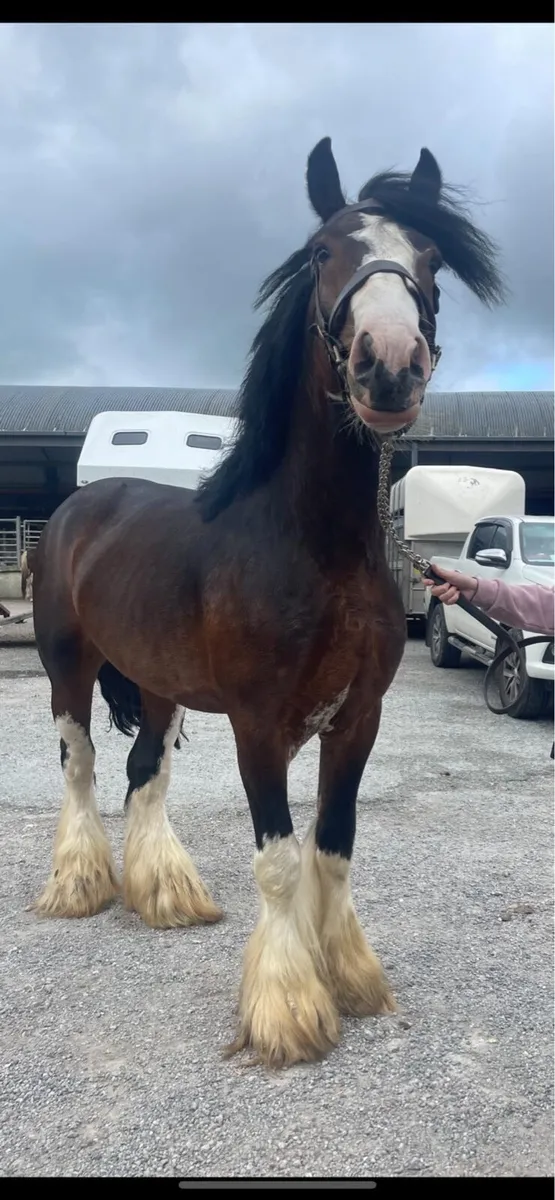 15.3 cob stallion @ Stud - Image 1
