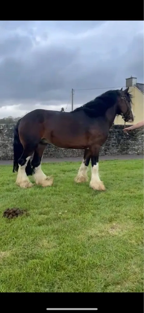 15.3 cob stallion @ Stud - Image 2