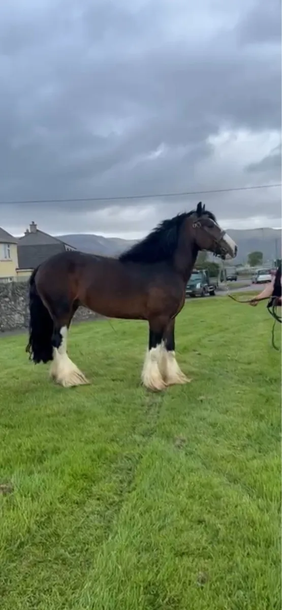 15.3 cob stallion @ Stud - Image 4