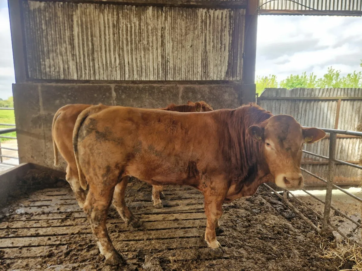 2 Limousin bulls Enniscorthy Mart 13th of May - Image 1