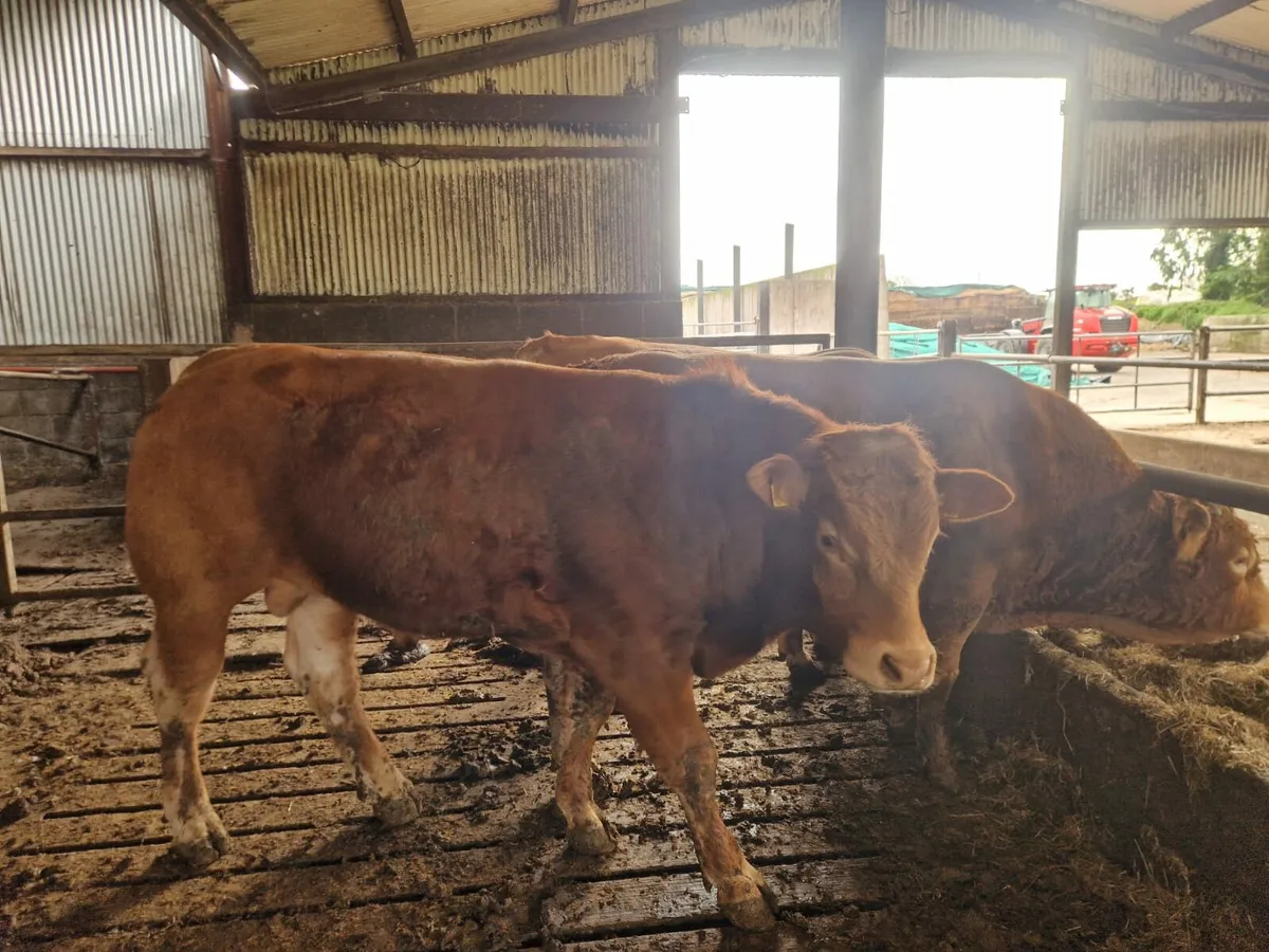 2 Limousin bulls Enniscorthy Mart 13th of May - Image 2