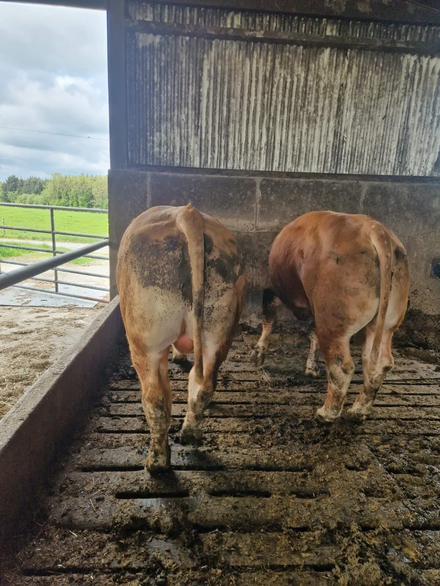 2 Limousin bulls Enniscorthy Mart 13th of May - Image 3