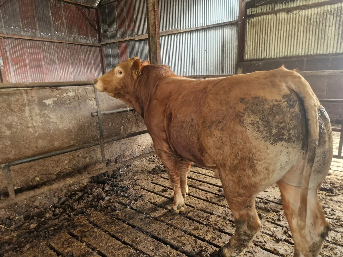 2 Limousin bulls Enniscorthy Mart 13th of May - Image 4