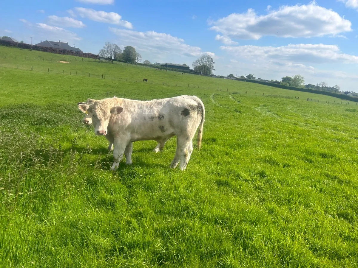 Super  5 star purebred charlaois bull - Image 2