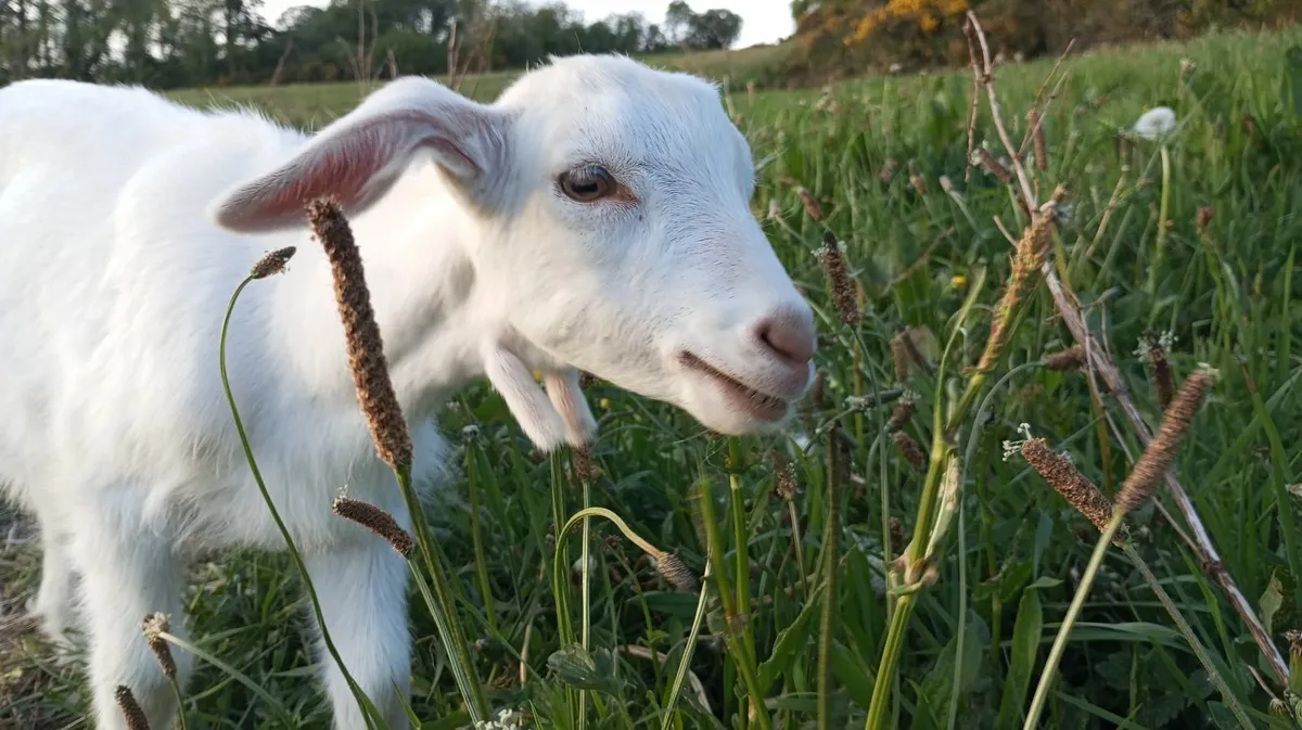 Billy Goat Kid - Image 1