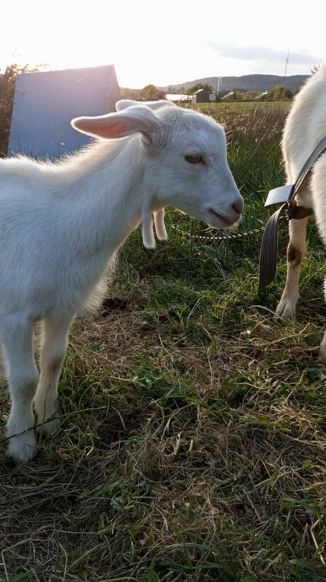 Billy Goat Kid - Image 2