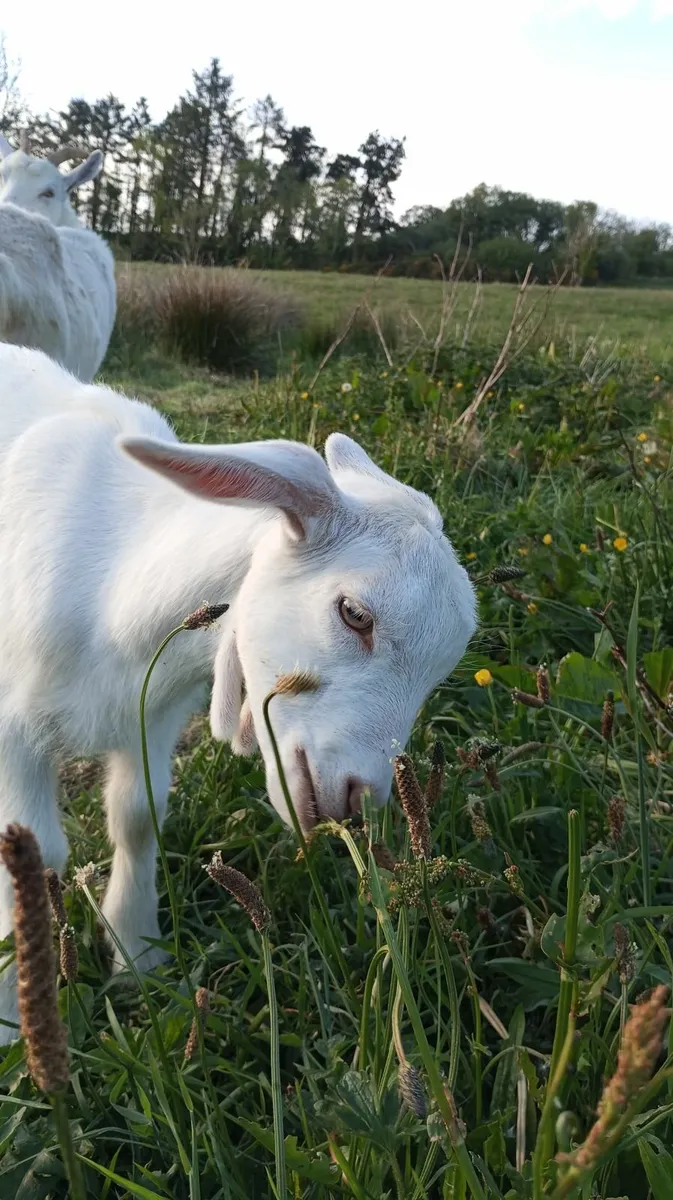Billy Goat Kid - Image 3