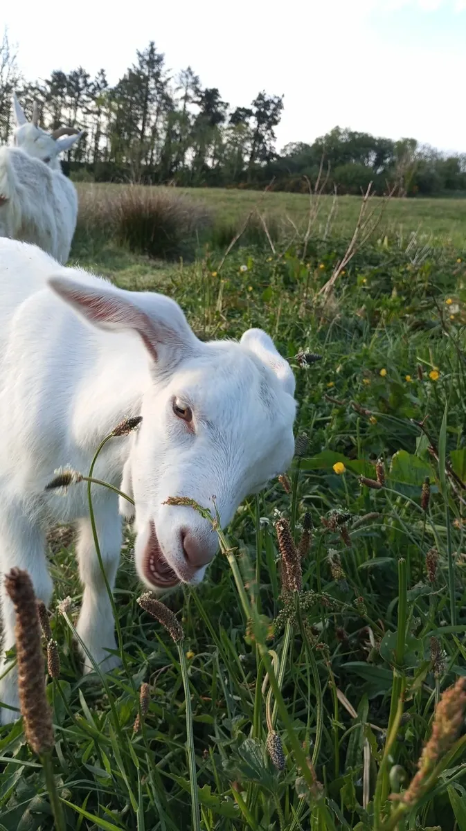 Billy Goat Kid - Image 4