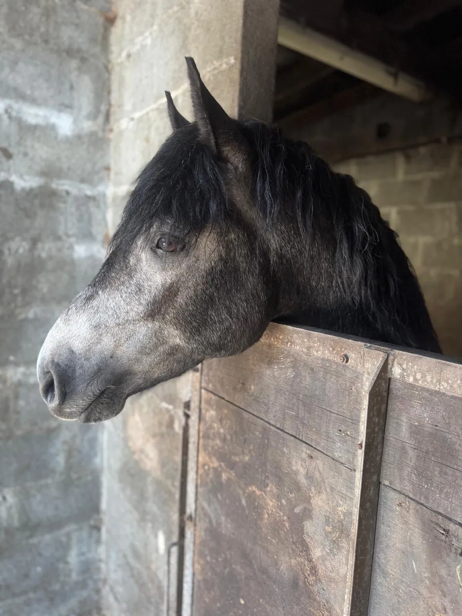 Stunning Stallion for Stud - Image 2