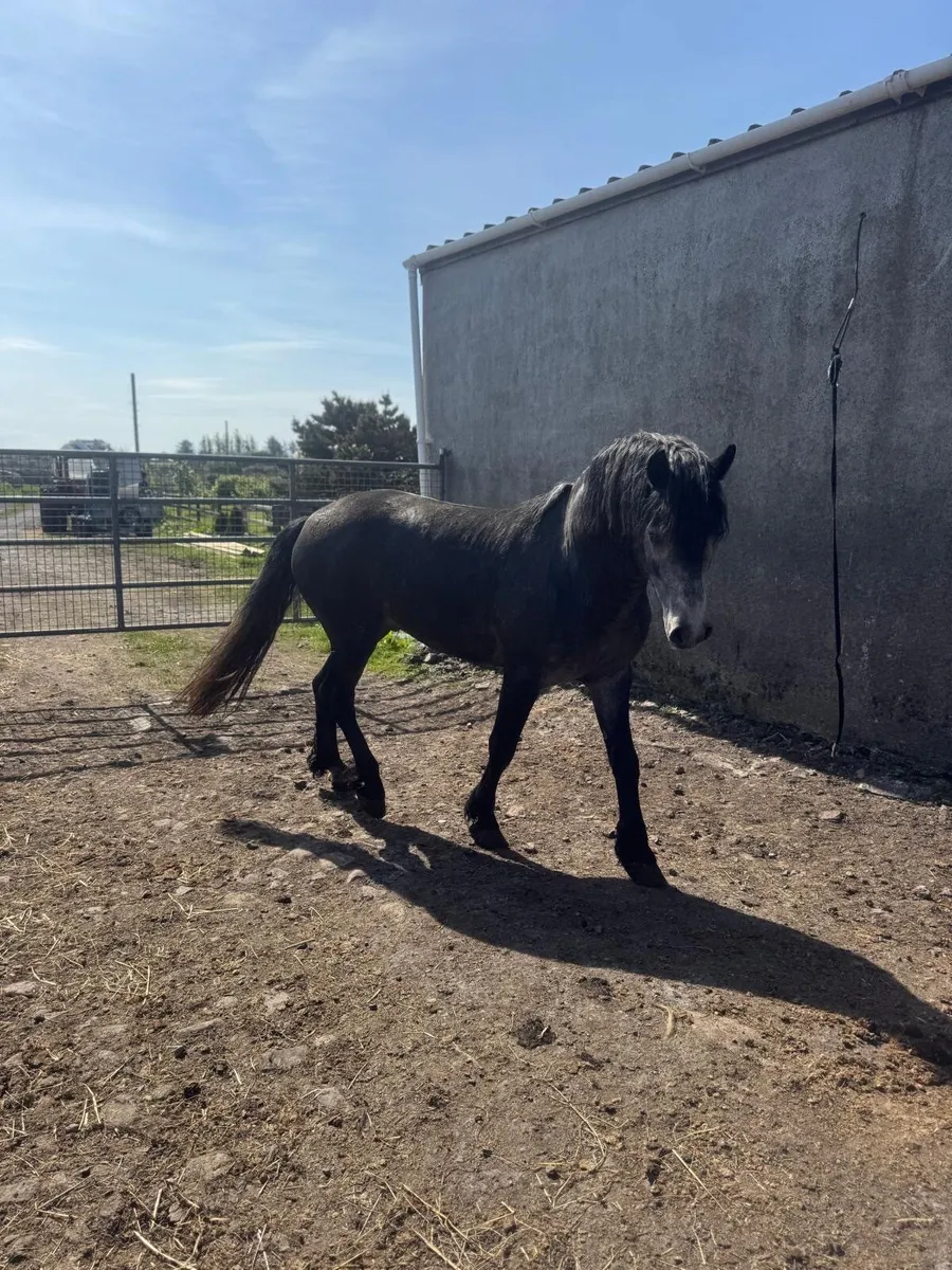 Stunning Stallion for Stud - Image 3