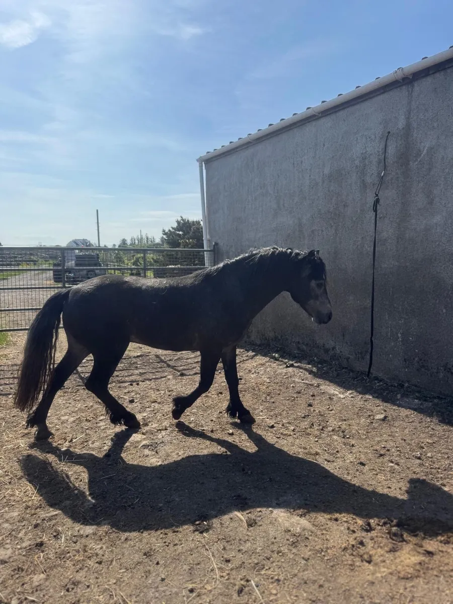 Stunning Stallion for Stud - Image 4