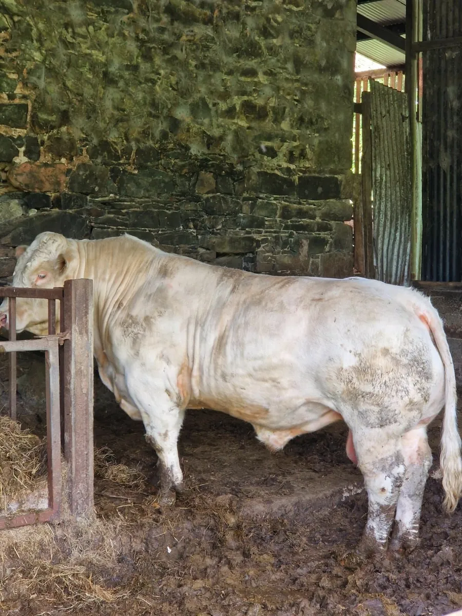 Charolais Bulls - Image 2