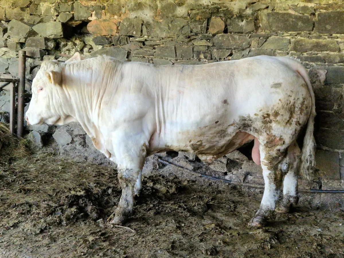 Charolais Bulls - Image 3