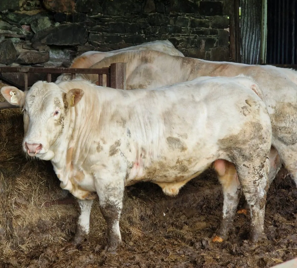 Charolais Bulls - Image 1