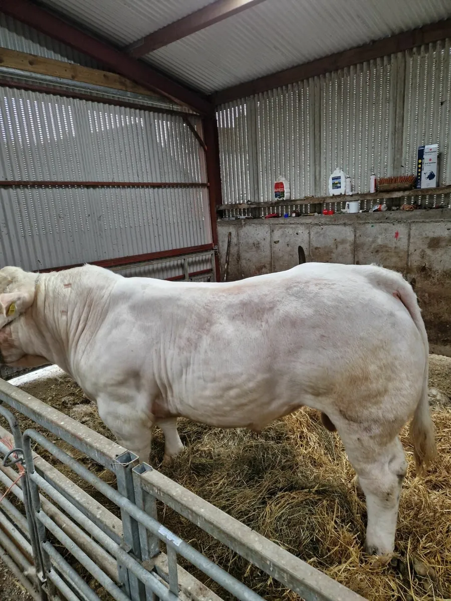 Charolais Bulls - Image 4