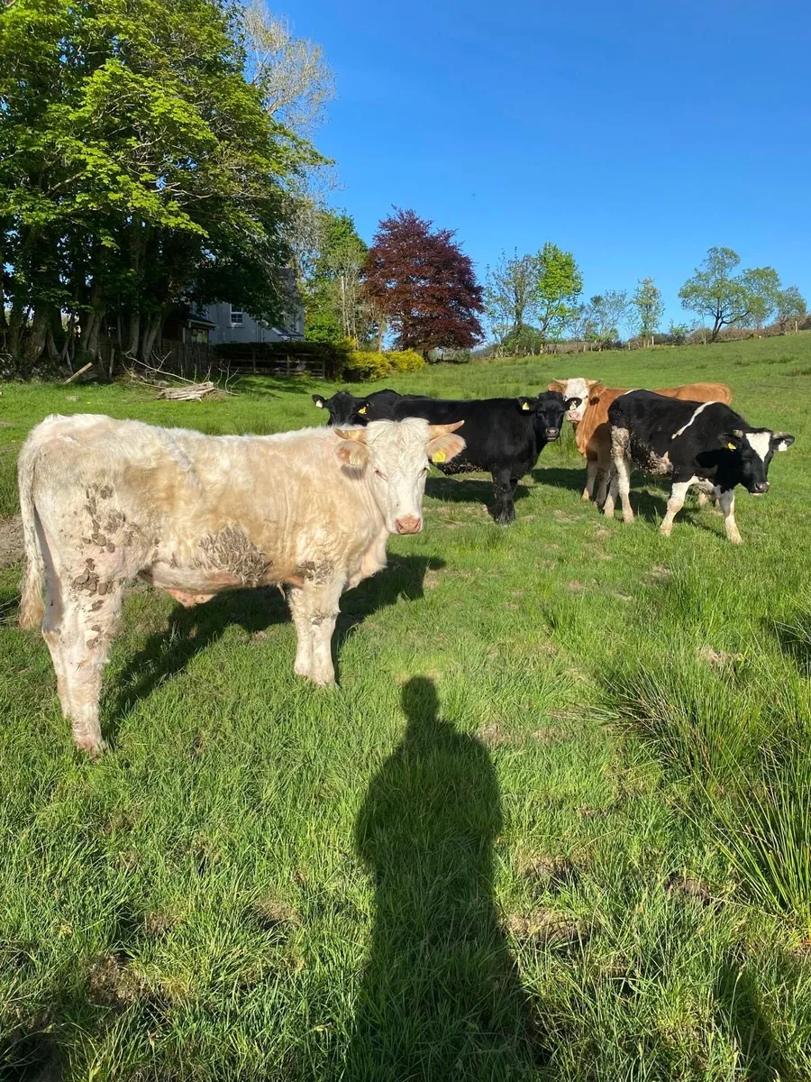 Organic Bullocks - Image 1