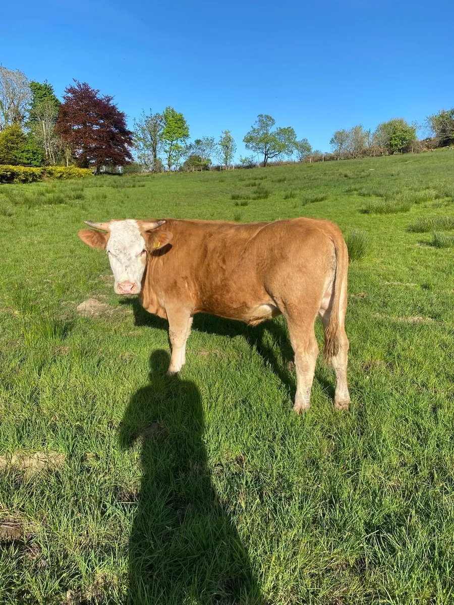 Organic Bullocks - Image 2