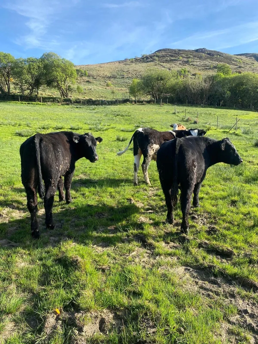 Organic Bullocks - Image 3