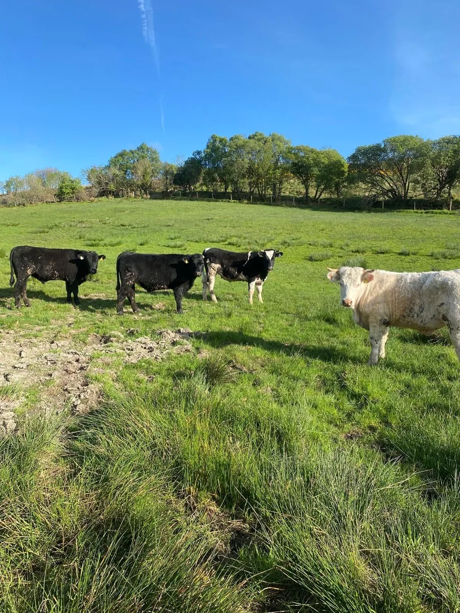 Organic Bullocks - Image 4