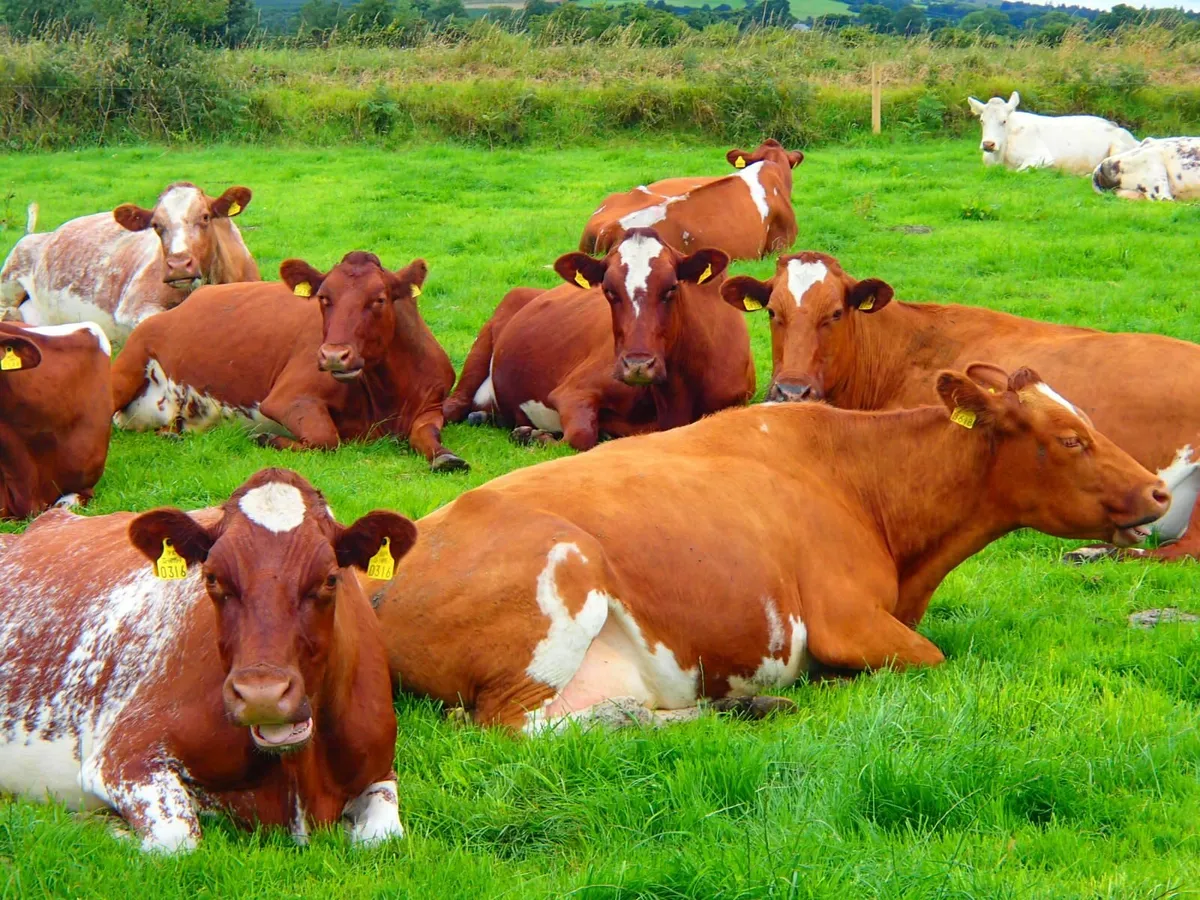 Pedigree Dairy Shorthorn Maiden Heifers - Image 3