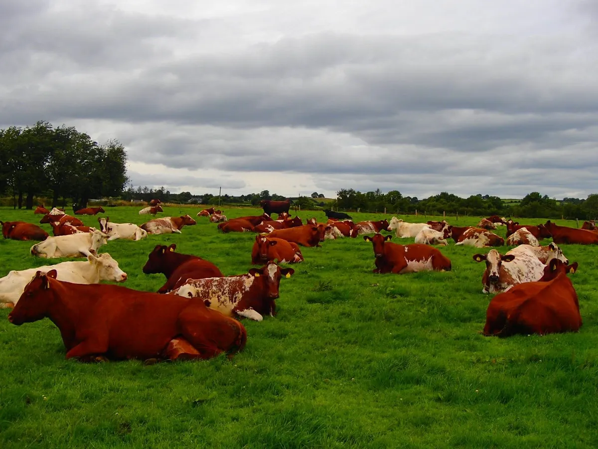 Pedigree Dairy Shorthorn Maiden Heifers - Image 4
