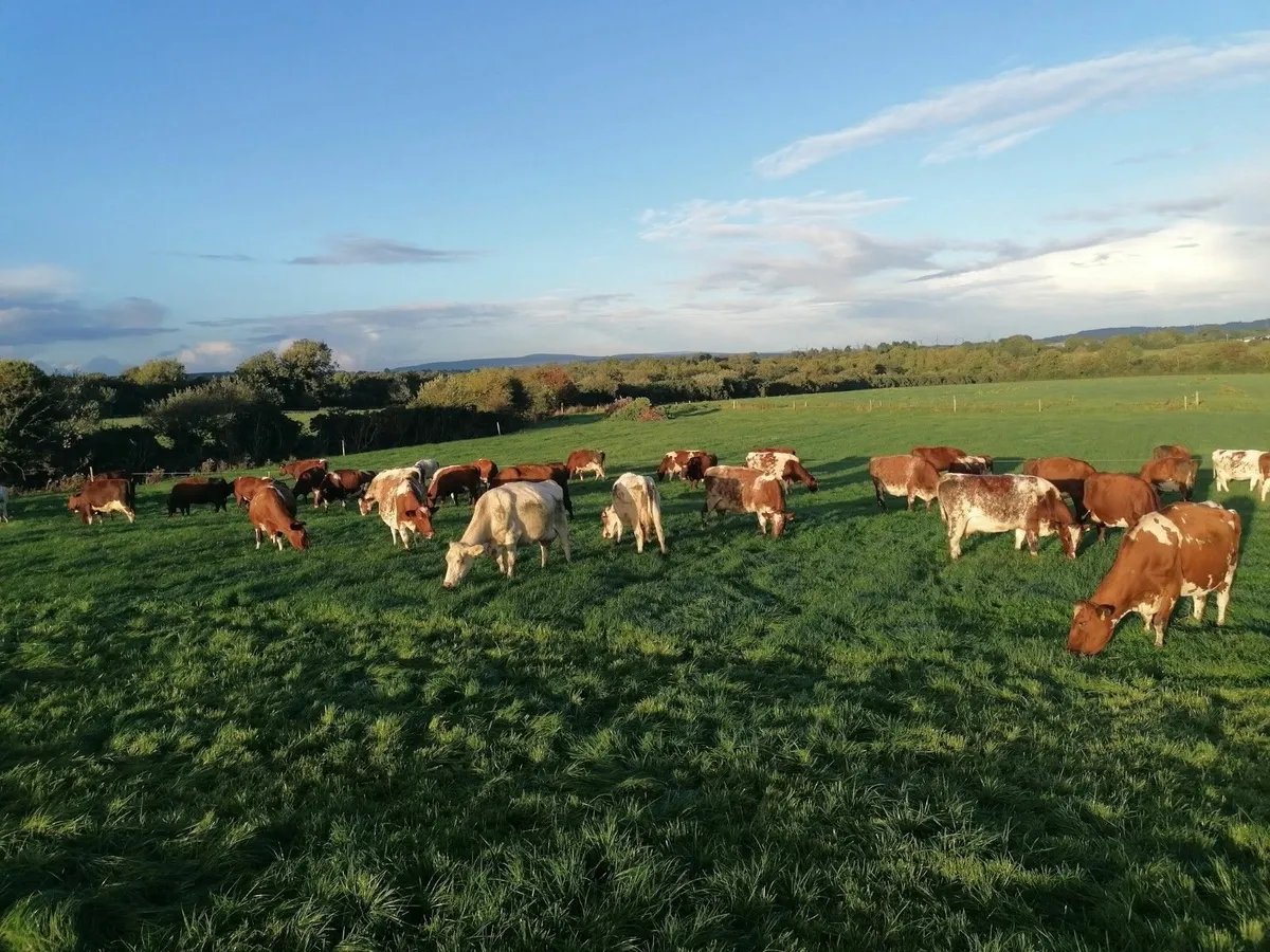 Pedigree Dairy Shorthorn Maiden Heifers - Image 1