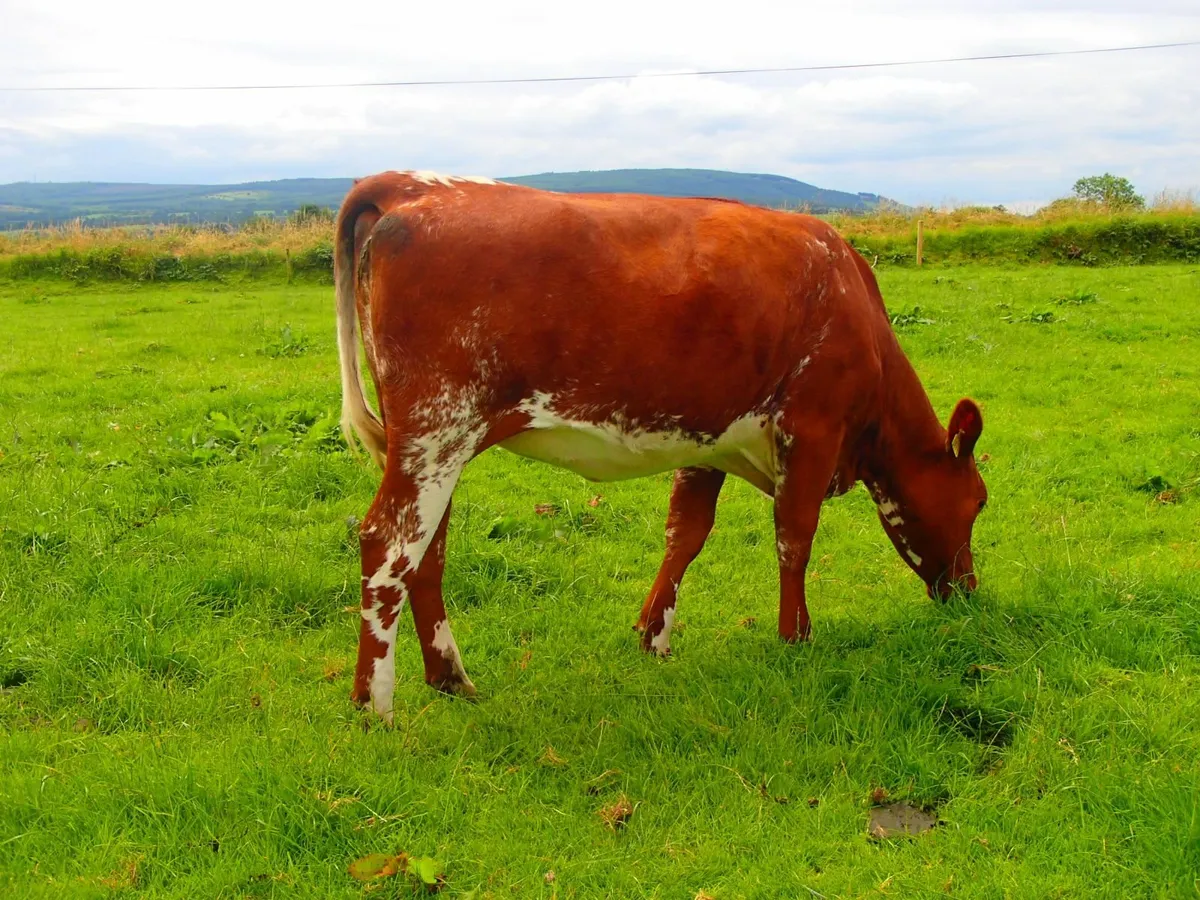 Pedigree Dairy Shorthorn Maiden Heifers - Image 2