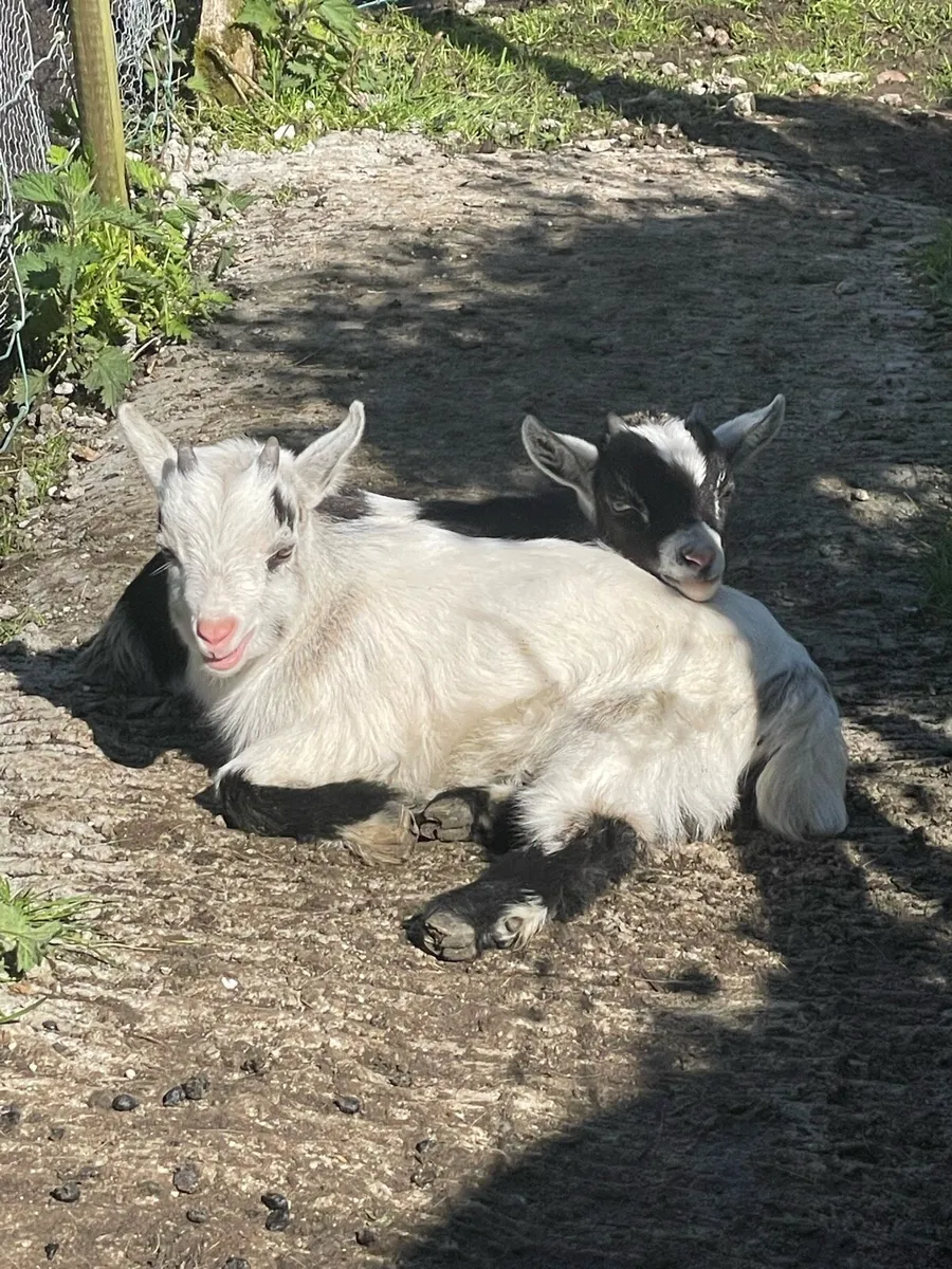 2 Castrated Pygmy Males for sale - Image 2