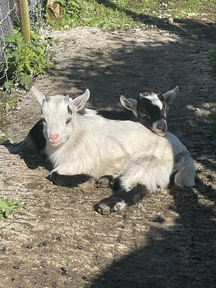 2 Castrated Pygmy Males for sale - Image 3