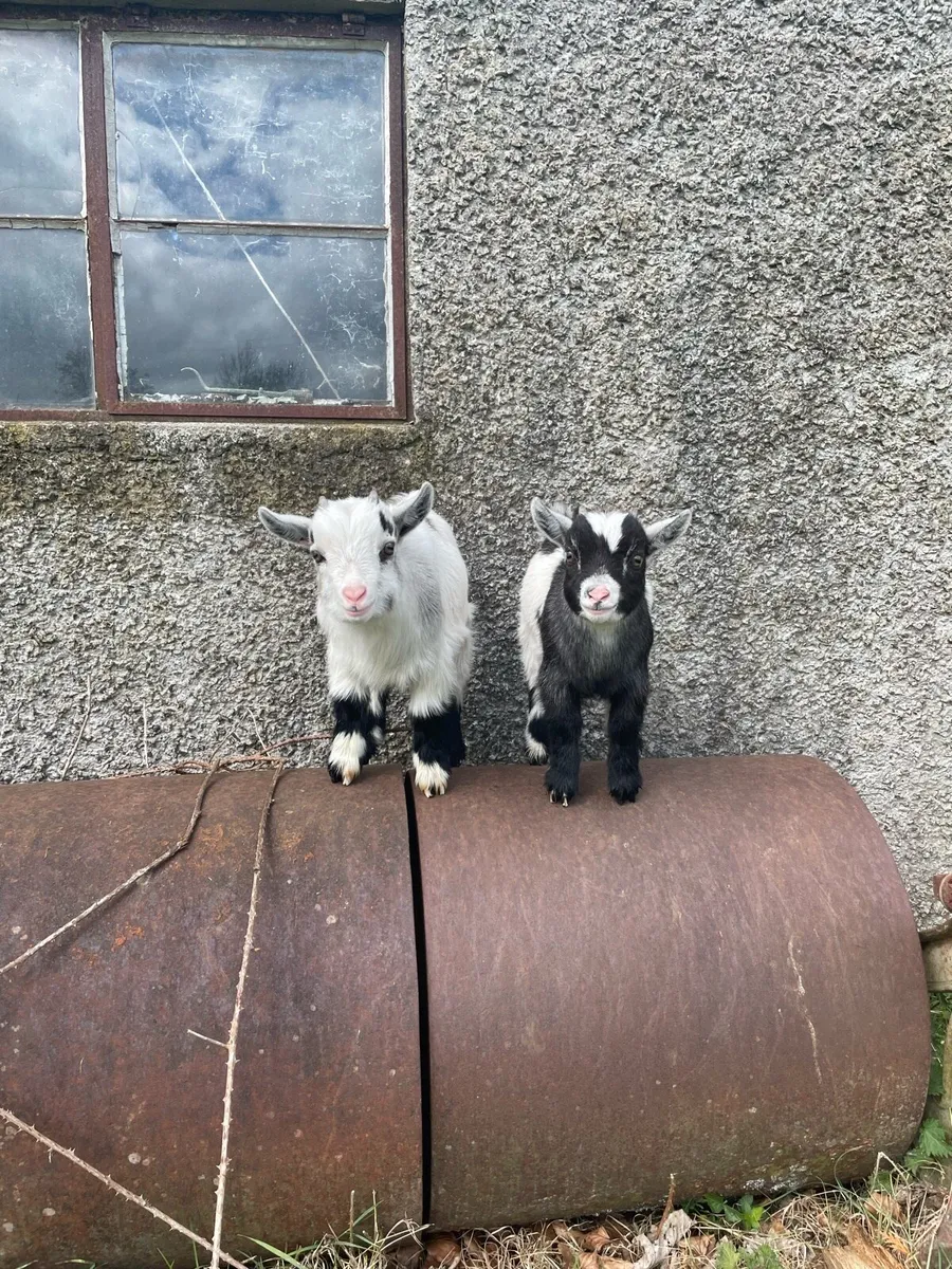2 Castrated Pygmy Males for sale - Image 4