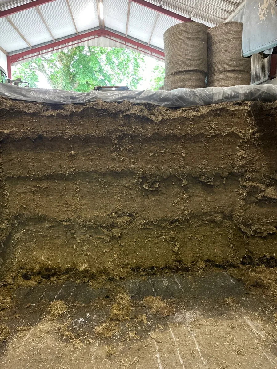 Silage bales/pit - Image 1