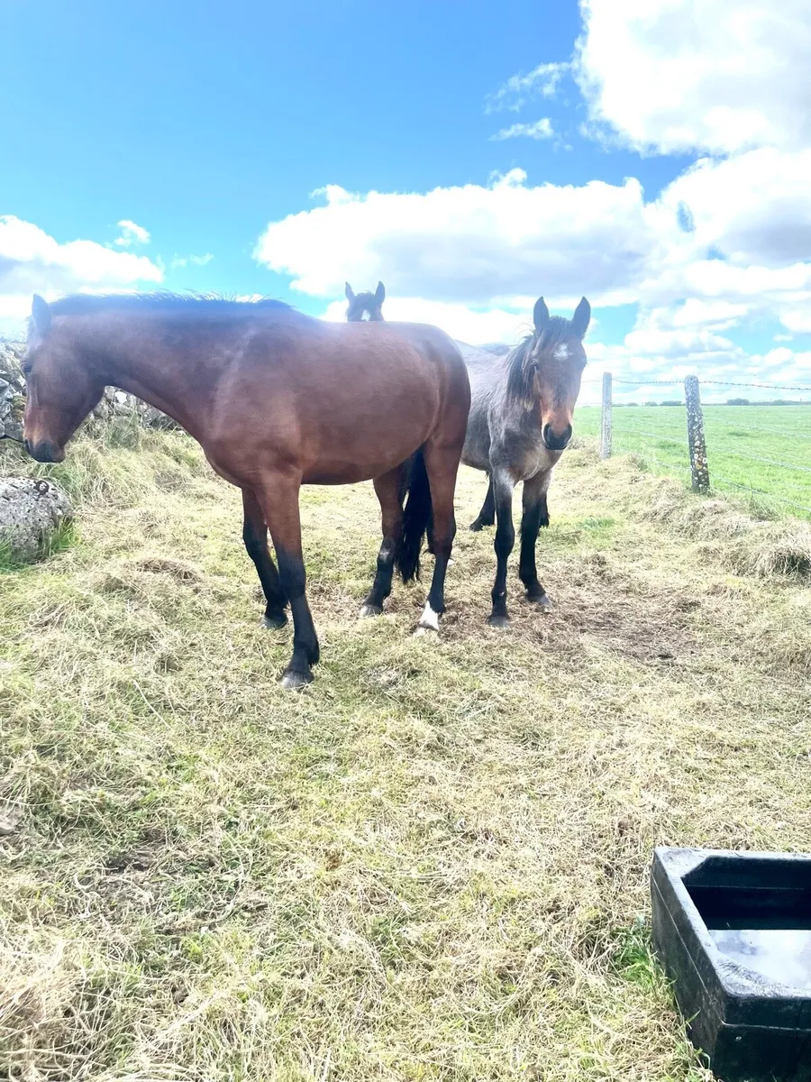Connemara Gelding 4 Yr Old - Image 2