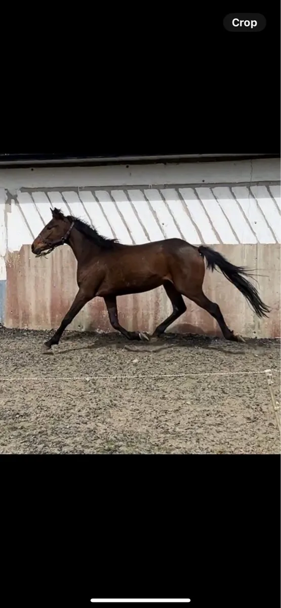3 years olds sports horse - Image 1
