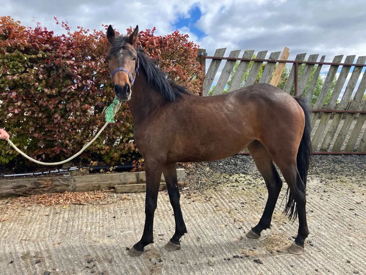 3 years olds sports horse - Image 3