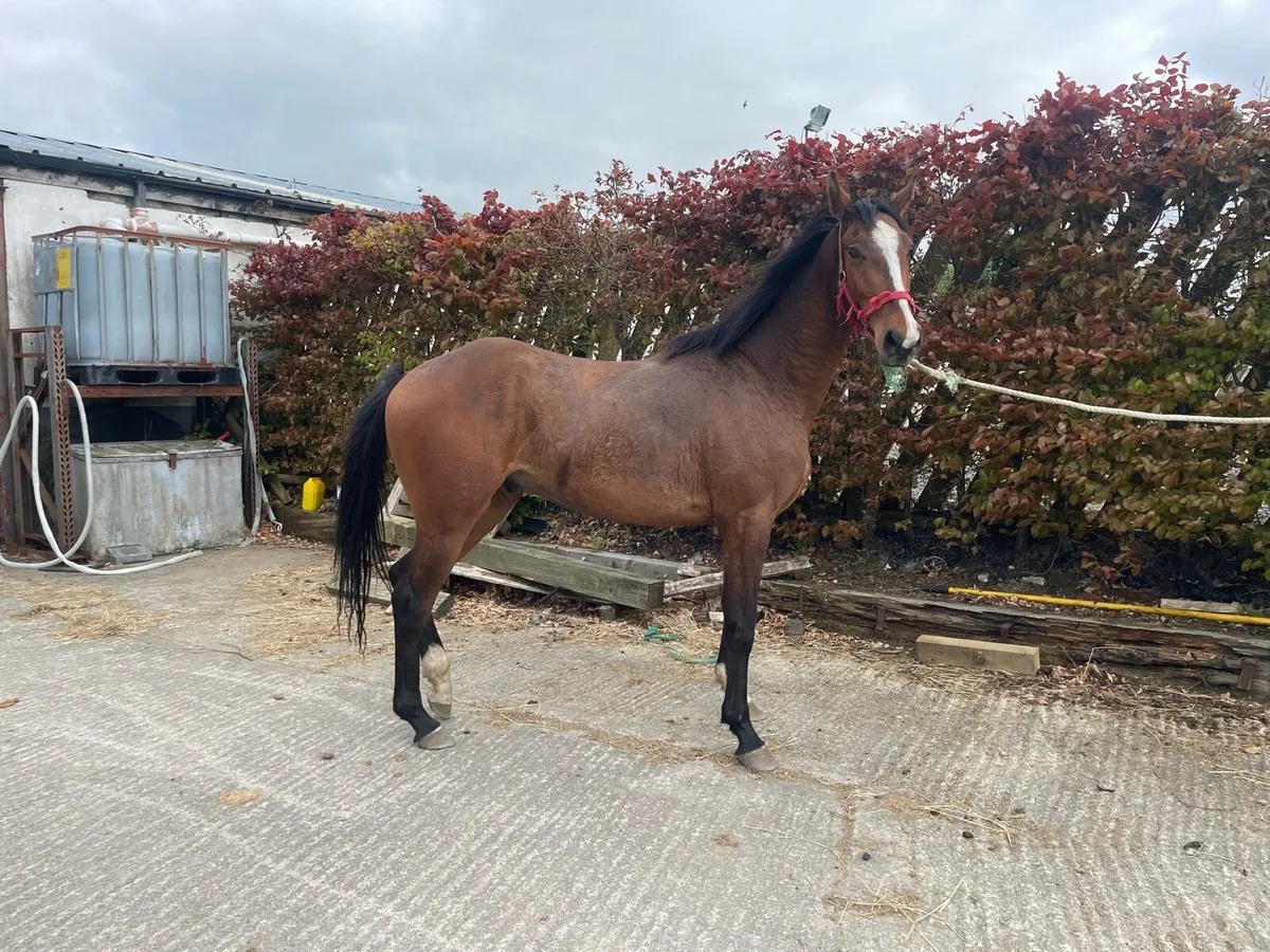 3 years olds sports horse - Image 4