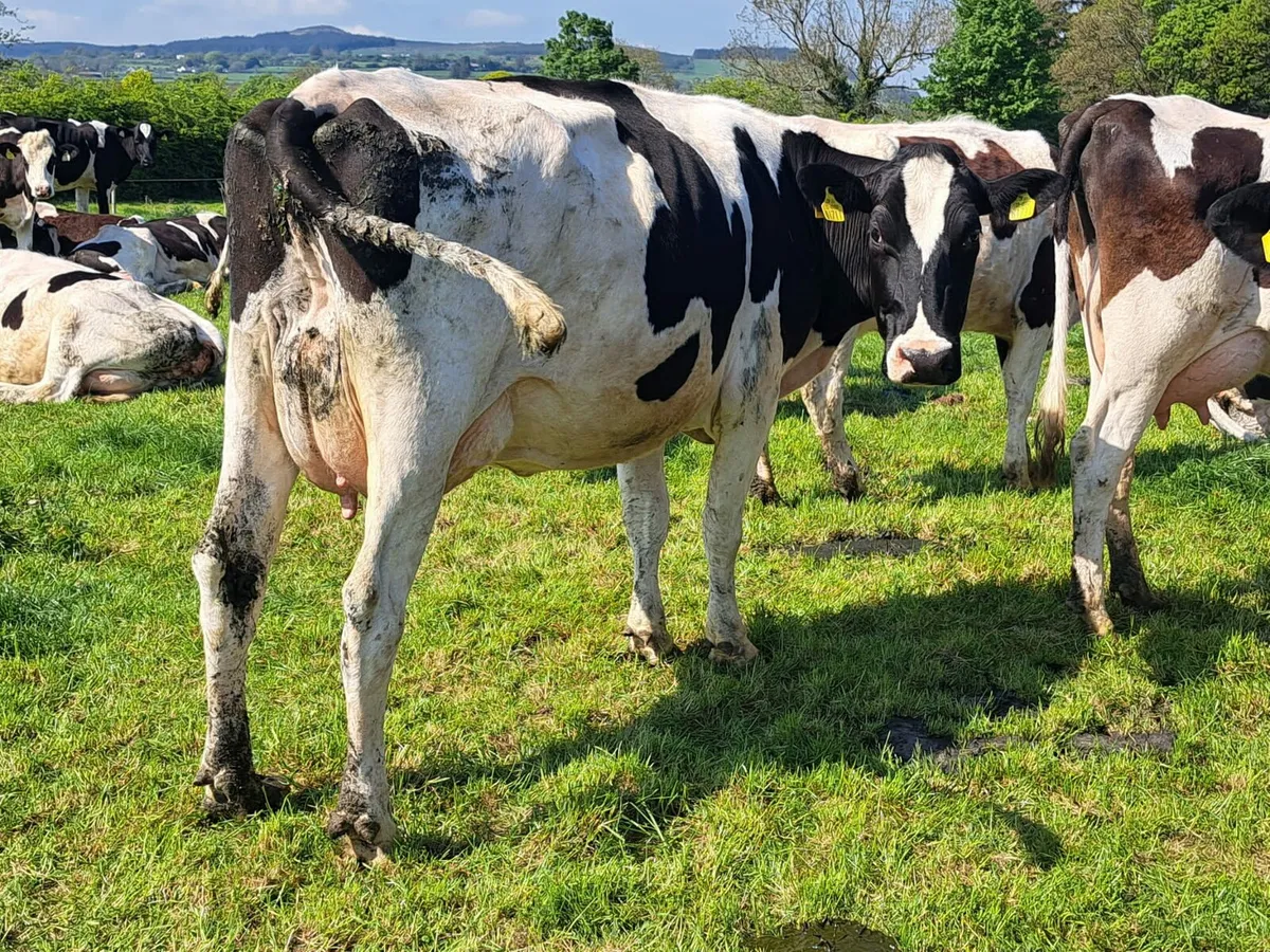 Cork Marts Corrin Dairy Clearance Sale Tomorrow - Image 2