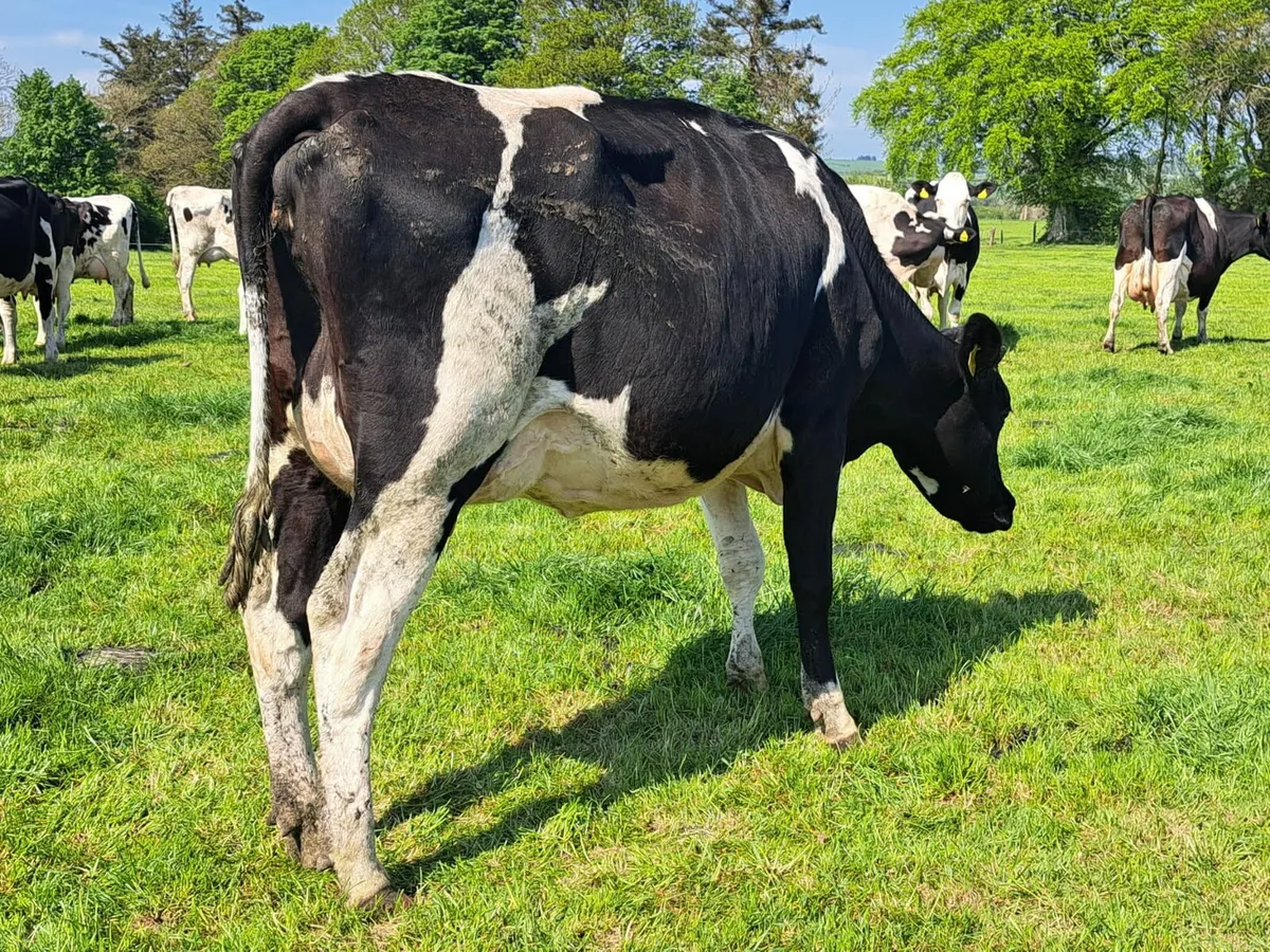 Cork Marts Corrin Dairy Clearance Sale Tomorrow - Image 3