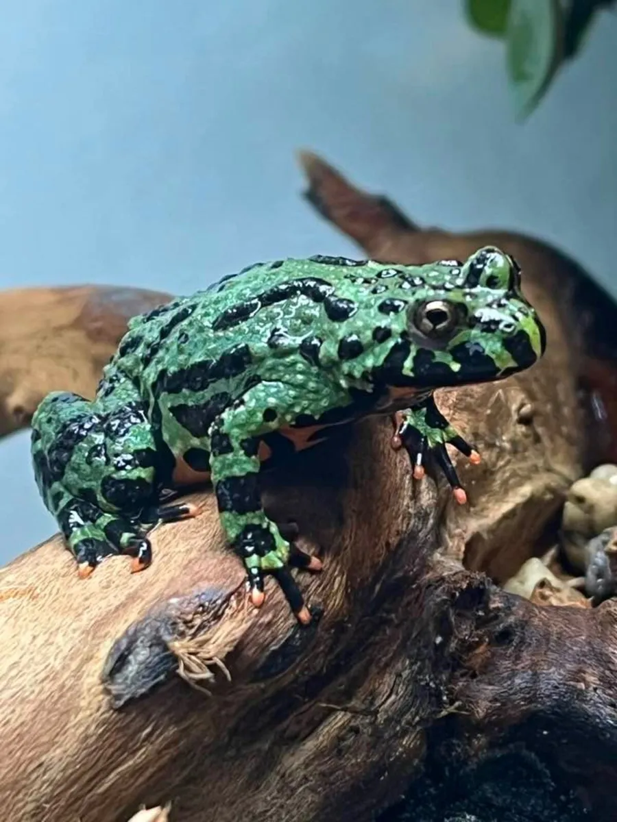 Bombina Orientalis - Image 1