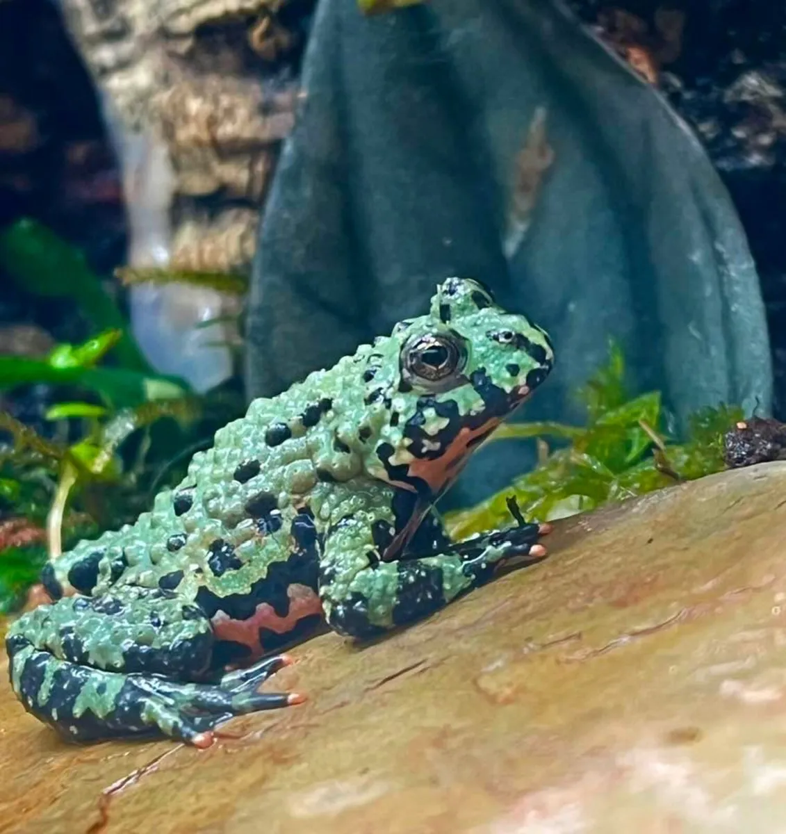 Bombina Orientalis - Image 3