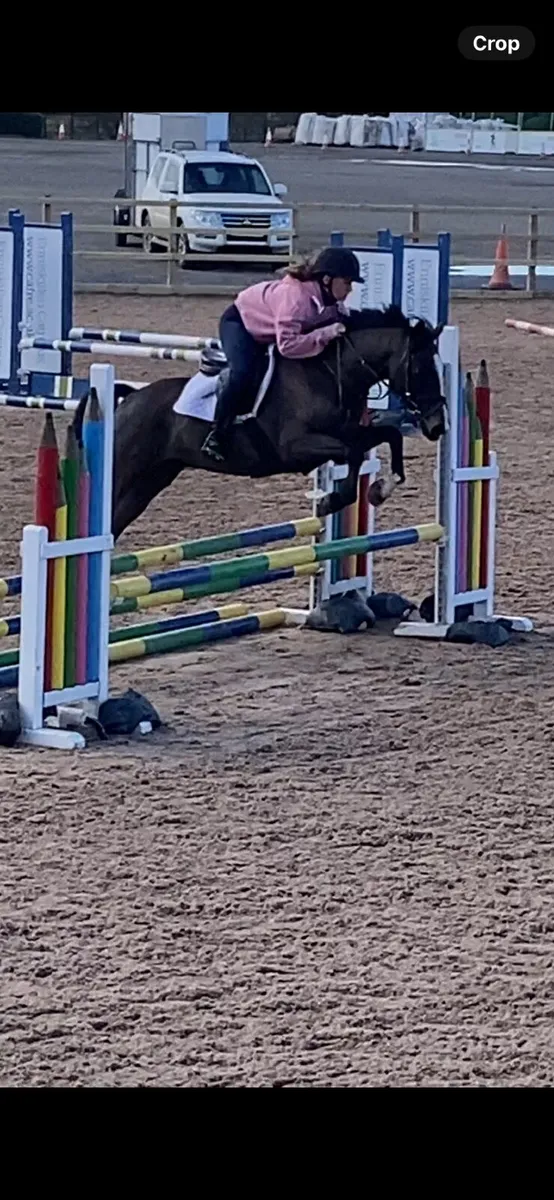 148cm Pony - Image 1