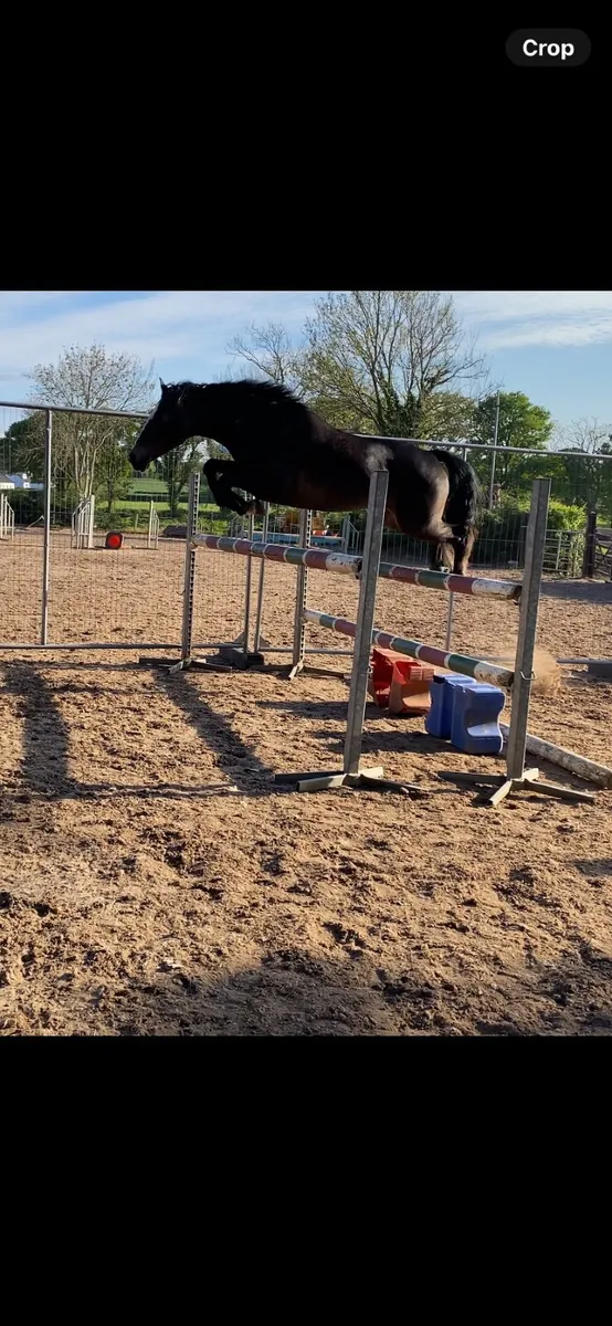 148cm Pony - Image 3