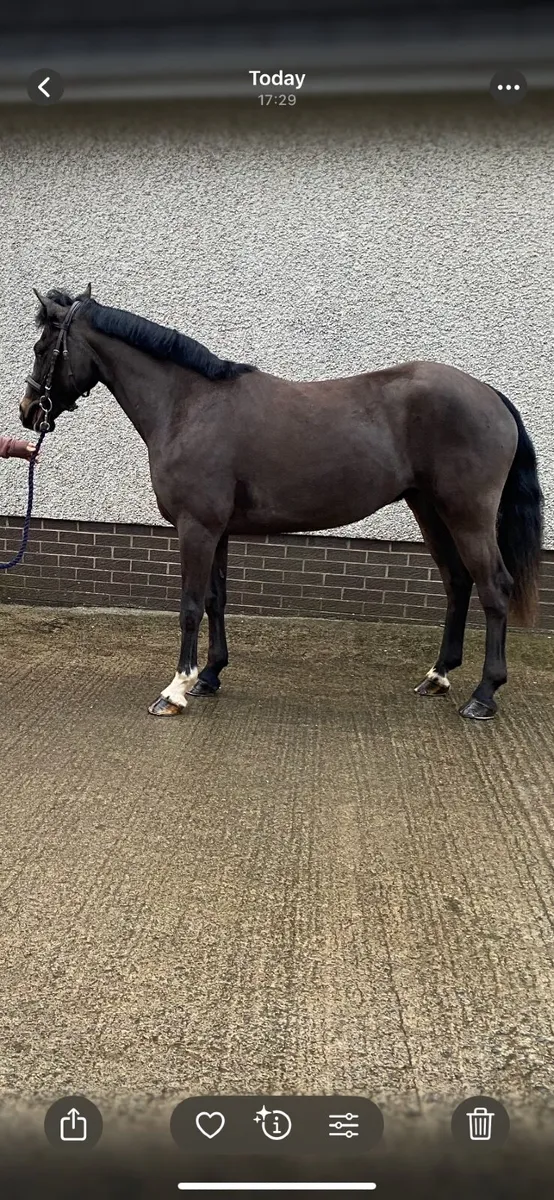 148cm Pony - Image 4