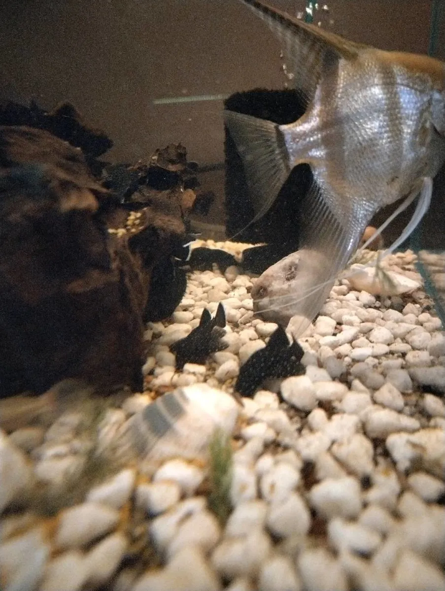 Tropical water fishes, shrimps, snails and Plants. - Image 2