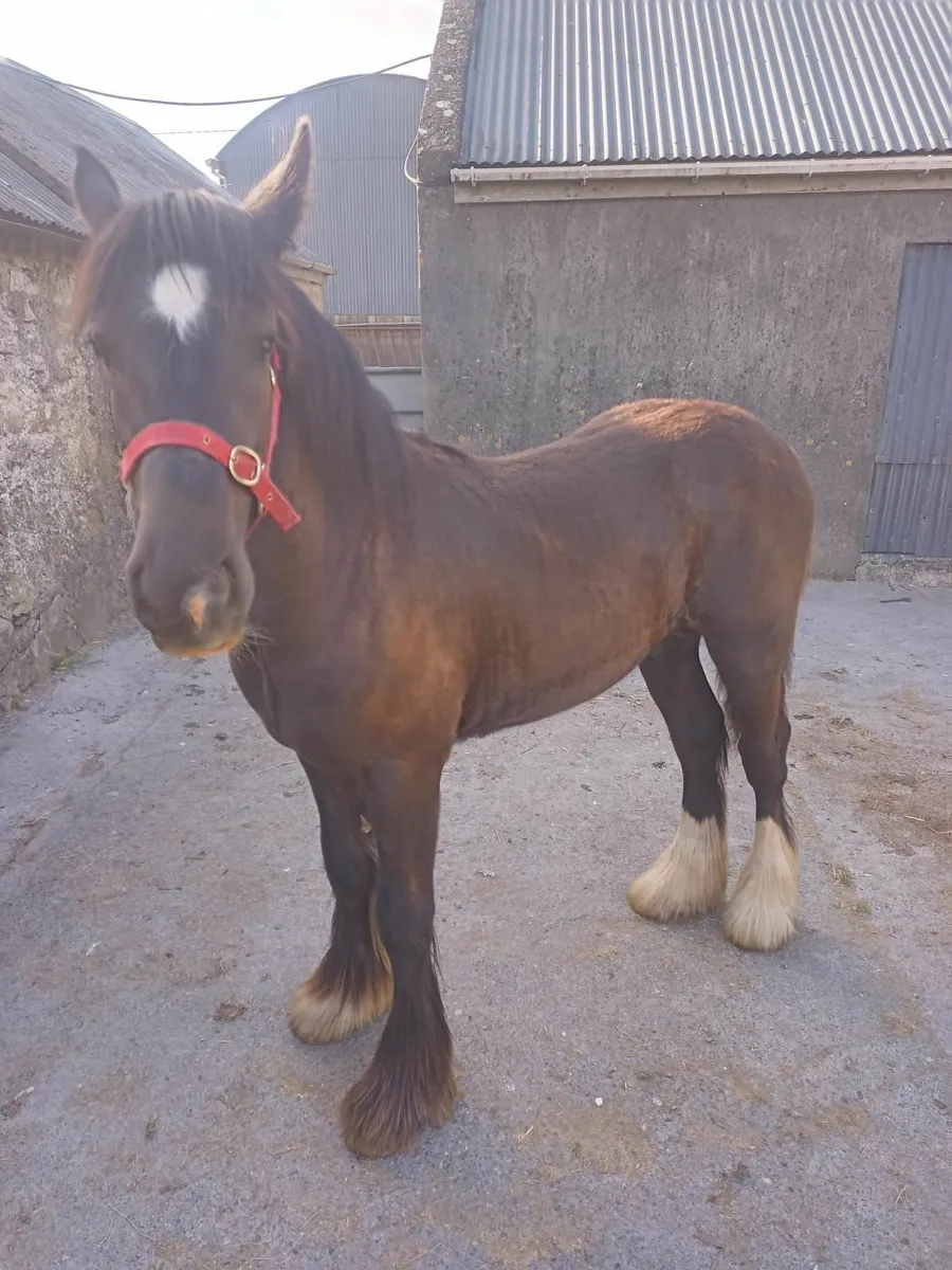 1 year old Colt - Image 2