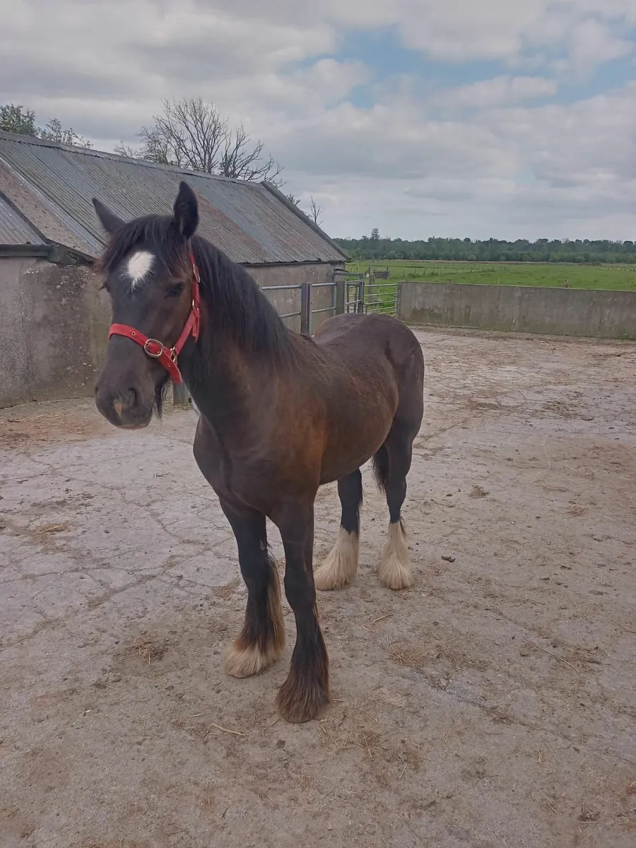 1 year old Colt - Image 1