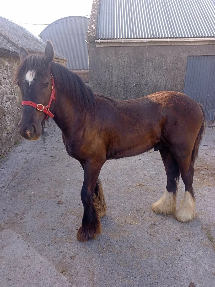 1 year old Colt - Image 3