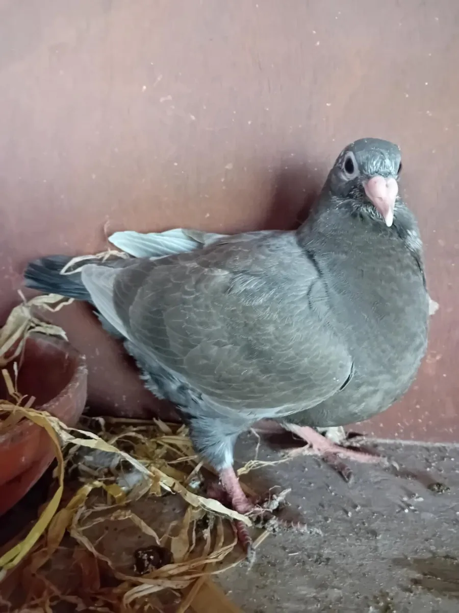 Pigeons for sale - Image 1