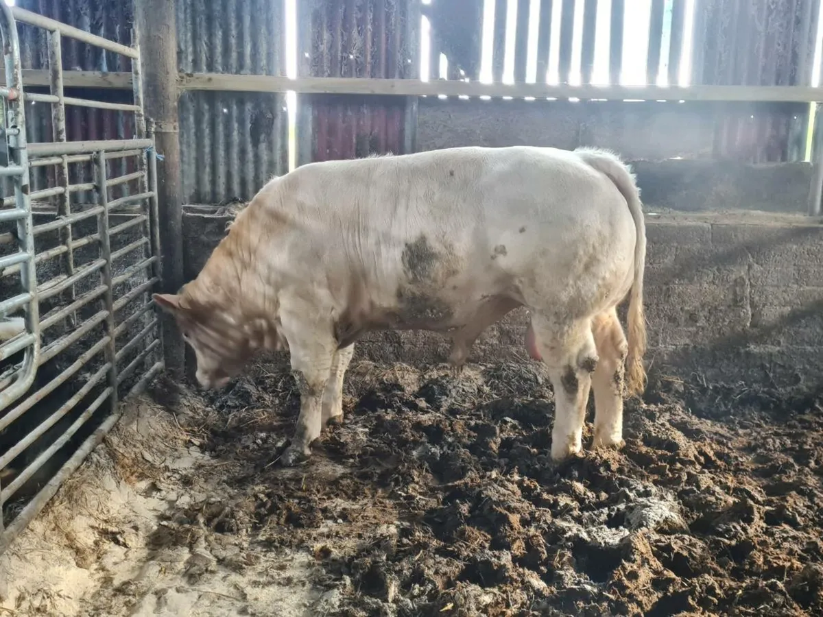 Charolais bull - Image 1