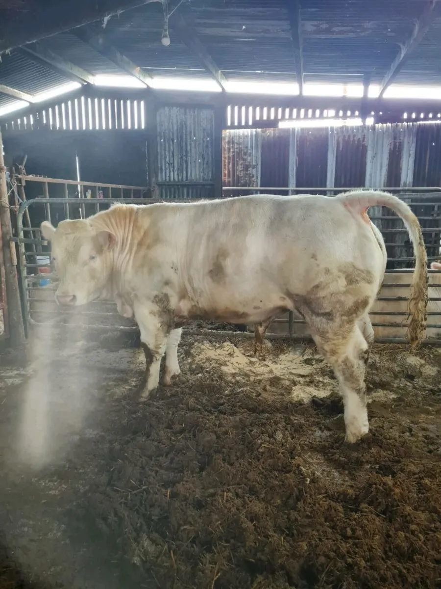 Charolais bull - Image 2